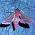 elephant hawkmoth